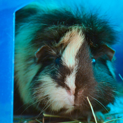 Ophelia photo