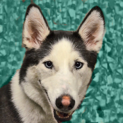 Skye photo