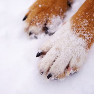 Caring for animals when the weather outside is frightful image