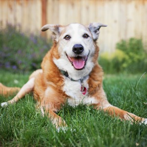 How to make life golden for your senior dog image