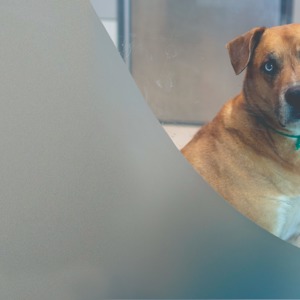 /images/blog/Dog%20in%20kennel.jpg image