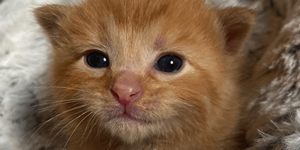 kitten image