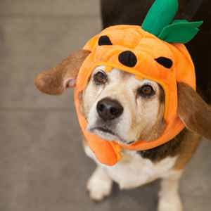 /images/news/wp-images/Pumpkin-dog-scaled.jpg image