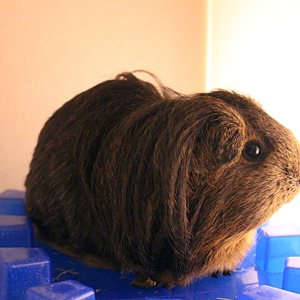 /images/news/wp-images/guinea-pig.jpeg image