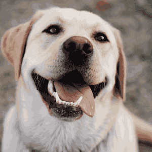/images/news/wp-images/happy-dog-bill-passed.png image