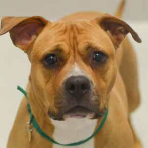 /images/news/wp-images/kiara-pit-bull.jpeg image